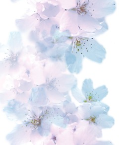 桜の壁紙ブルー縦