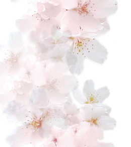桜の壁紙ピンク縦