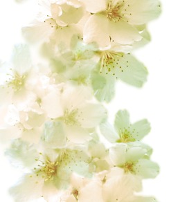 桜の壁紙ベージュ縦