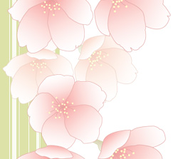 桜の壁紙４