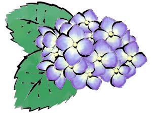 紫陽花のカット